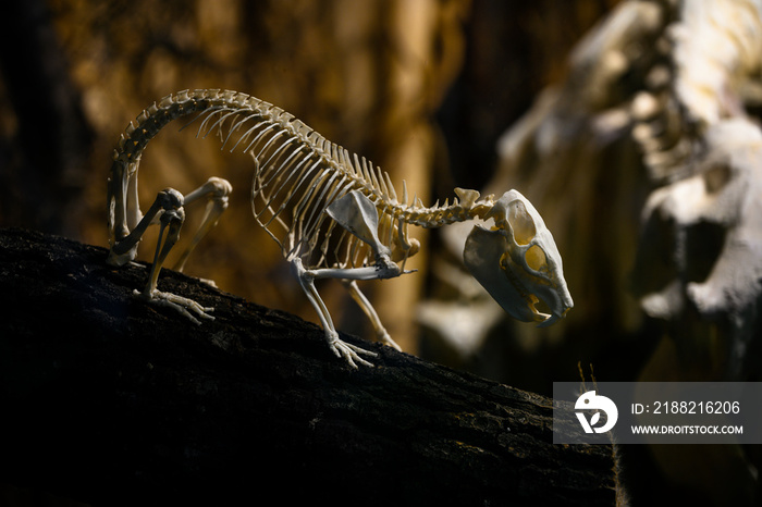 Dendrohyrax arboreus - skeleton of a damana tree.