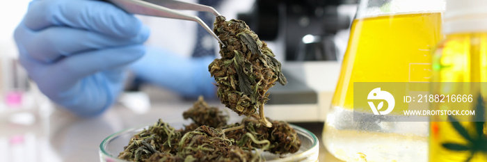 Close-up view of glass container with bunch of dry cannabis. Chemist with tweezer taking material for test under microscope. Flask with yellow liquid. Laboratory and science concept