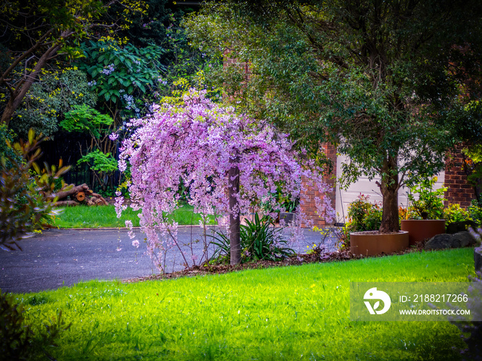 Pink Weeping Cherry