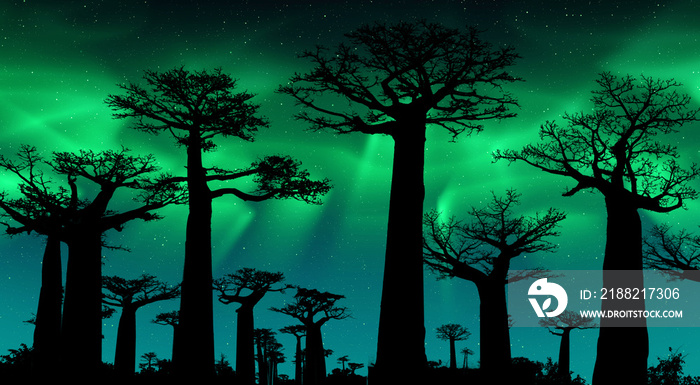 Northern Lights At  Avenue of the Baobabs. Starry Dark Green Sky Over Baobabs Trees Silhouette. Beautiful Landscape.