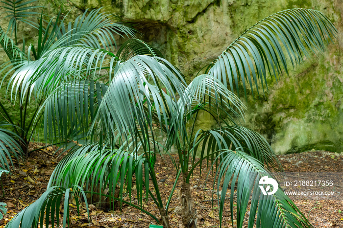 Howea Forsteriana Plant in Summer