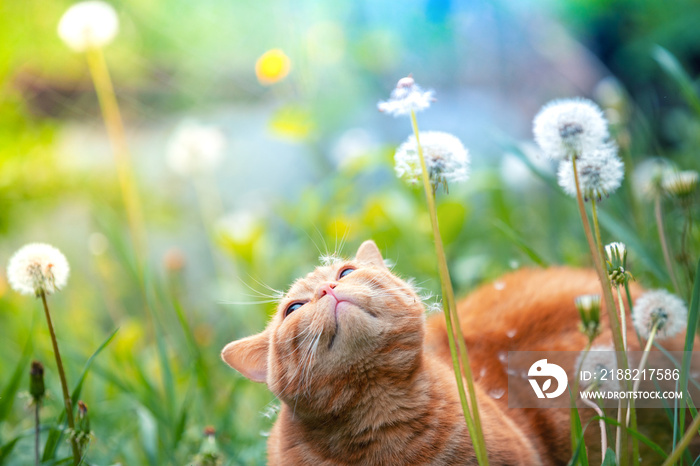 Ginger kitten walking in the grass with dandelions on a summer sunny day