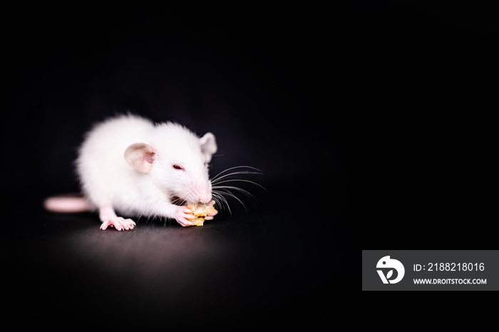 Cute Little Rat eating a cookie, Pet Rat eating a treat. Fluffy rodent pet with little hands holding food. Black background