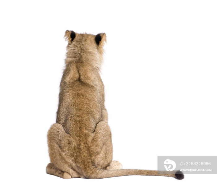 Rear view of lion, Panthera leo, 9 months old, in front of white background, studio shot