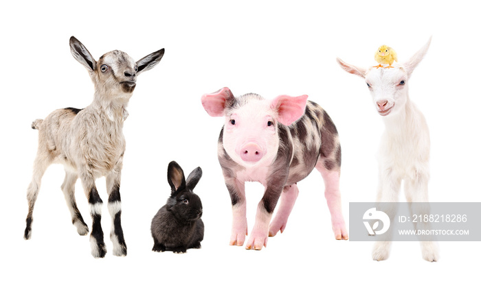 Cute little farm animals, standing together, isolated on white background