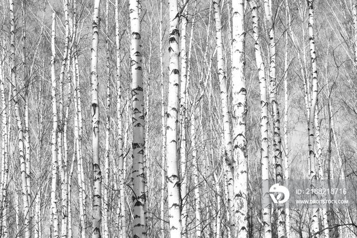 black-and-white photo with white birches with birch bark in birch grove among other birches