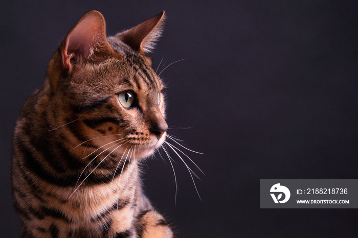 Bengal leopard cat on wooden table, black background, low key