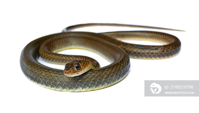 snake isolated on white background