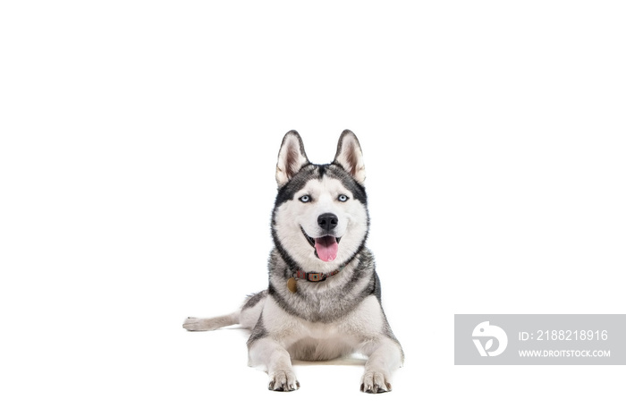 Portrait of young beautiful funny husky dog sitting with its tongue out on white isolated background. Smiling face of domestic pure bred dog with pointy ears. Close up, copy space.