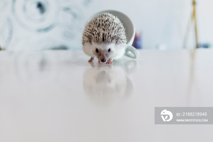 Young little pet African dwarf hedgehog on a white table exit from a cup