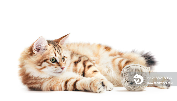 Siberian cat, a kitten playing with a cotton yarn. Isolated