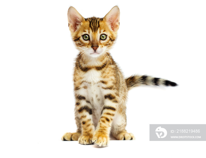 Bengal kitten on white background