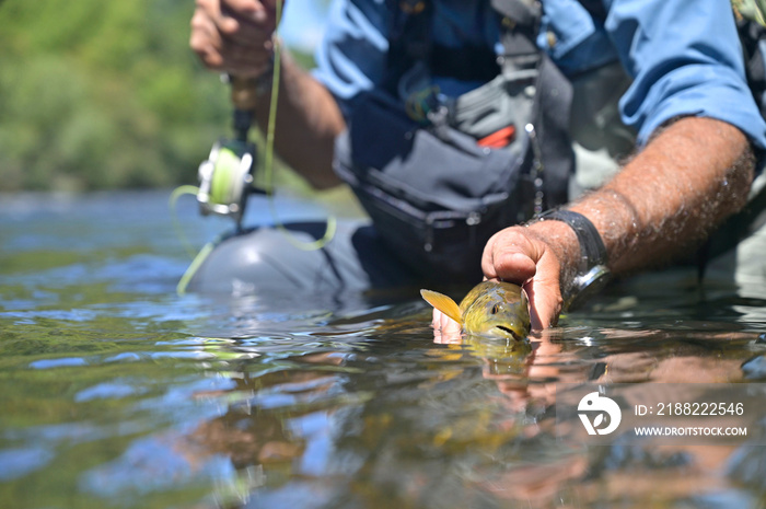 fly fisherman in summer catching brown trout fishing in a mountain river