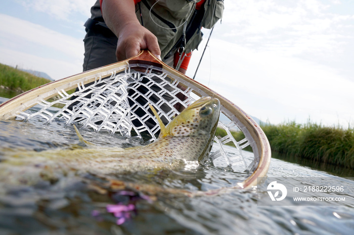 Brown trout being caught in fishing net