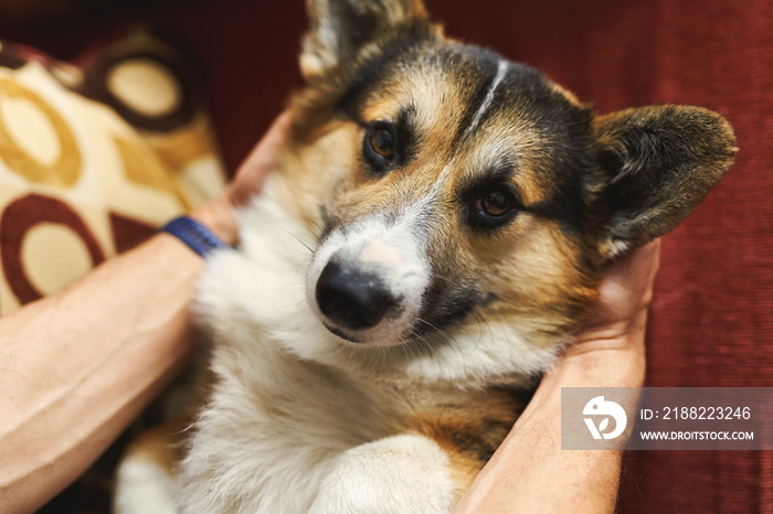 young man owner petting the dog, resting with his pet at home on couch, spending time together, cute Welsh Corgi puppy looking funny. Concept friendship with dog and human, cute moments, relaxing