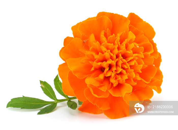 Orange Marigold flower (Tagetes erecta, Mexican marigold, Aztec marigold, African marigold) Tagetes erecta flower isolated on white