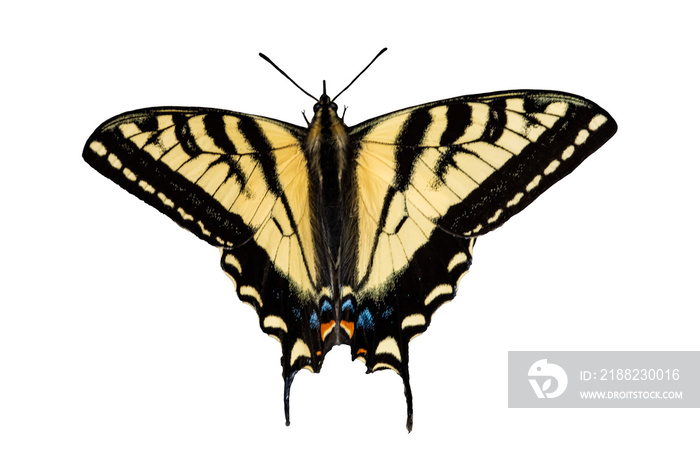 Western Tiger Swallowtail Photo, on a Transparent Background