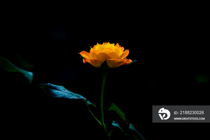 flower rose orange yellow on dark background and lighting artwork  concept