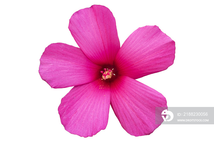 Hibiscus moscheutos red-pink rose mallow flower isolated on white