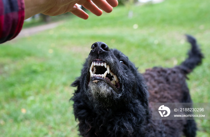 Aggressive dog showing teeth to stranger man