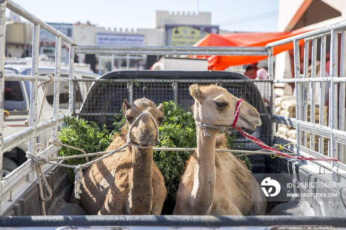 camels being transported at a back of a car