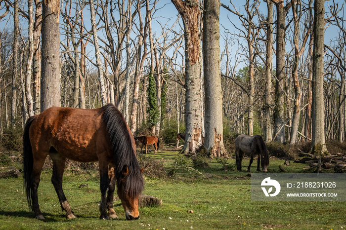 A wild pony in forest setting in the New Forest National Park, England - UK