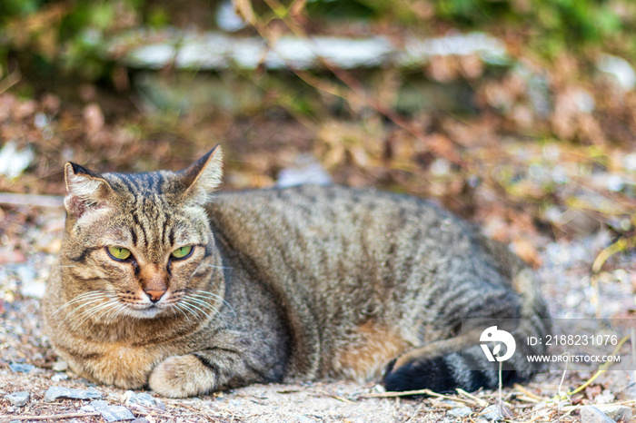 Lonely stray cat in winter.