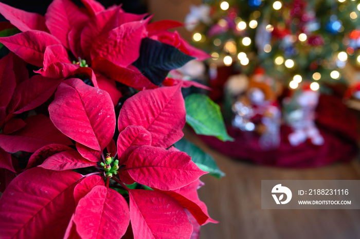 flowering poinsettia near a tree