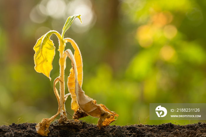 Dead young plant (Tobacco Tree) in dry soil on green blur background. Environment concept with empty copy space for text or design