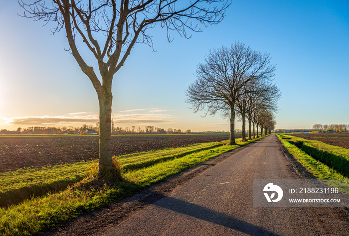 Row bare trees along a polder road. The photo was taken on a sunny autumn day near the Dutch village of Nieuwendijk, municipality of Altena, province of North Brabant.