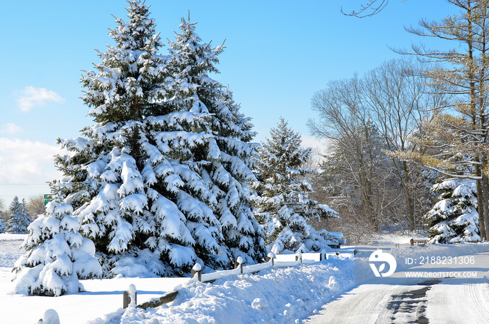 snow covered pine trees with fence and road in winter park