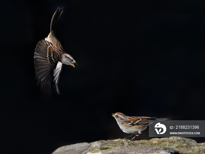 American Tree Sparrows are arguing on Black Background