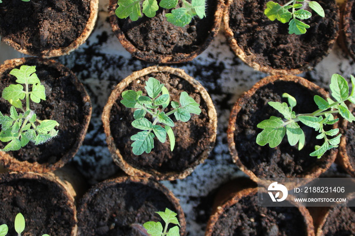 Young tomato seedling sprouts in the peat pots. Gardening concept.