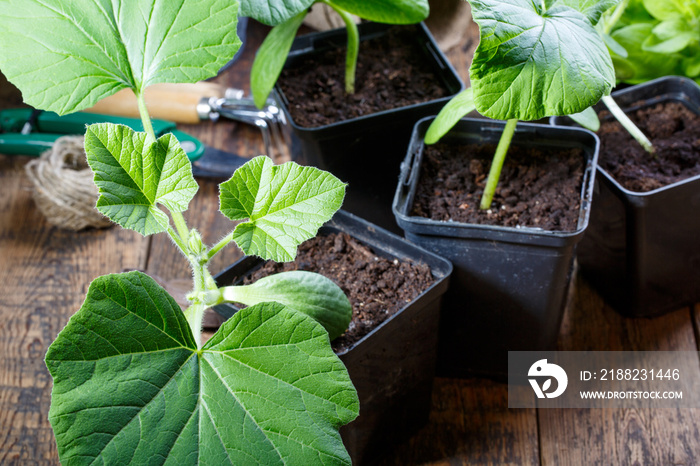 Green pumpkin seedling sprouts in the flower pots. Gardening concept.