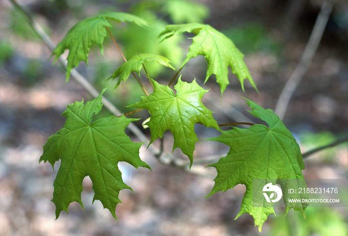 a branch with raw Acer saccharum leaves