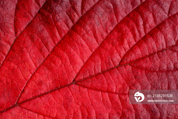 Red autumn leaf.