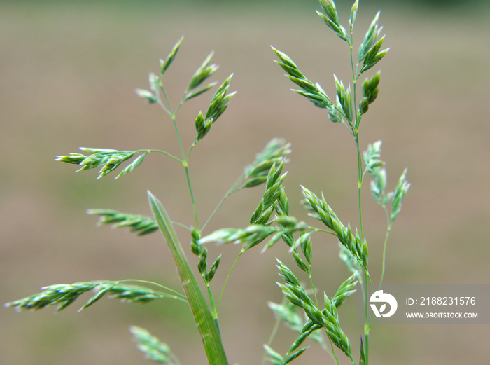 Poa grows in the meadow among wild grasses.