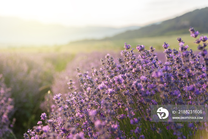 Blooming lavender in a field at sunset.