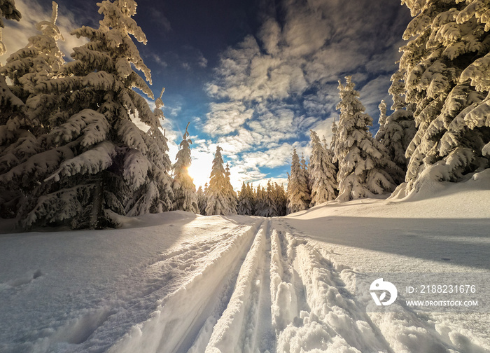 Einsame Spur im Winter  Winterlandschaft am Rennsteig in Thüringen Thüringer Wald