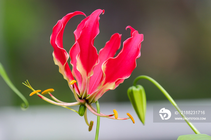 Gloriosa Superba or Climbing Lily is a climber with spectacular red and yellow flowers