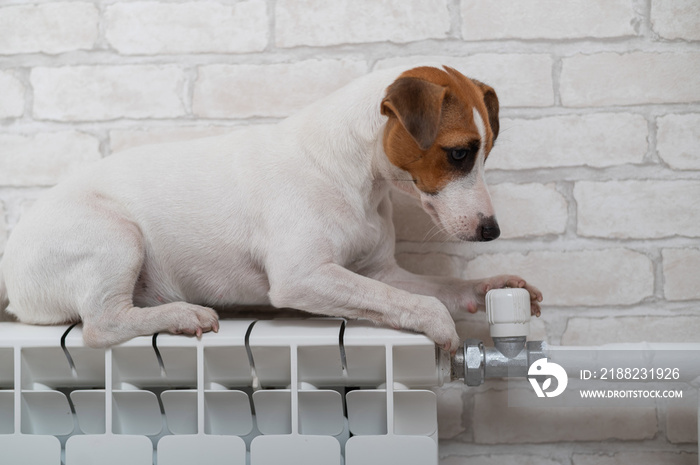 Dog jack russell terrier lies and warms himself on a heating radiator on brick wall background