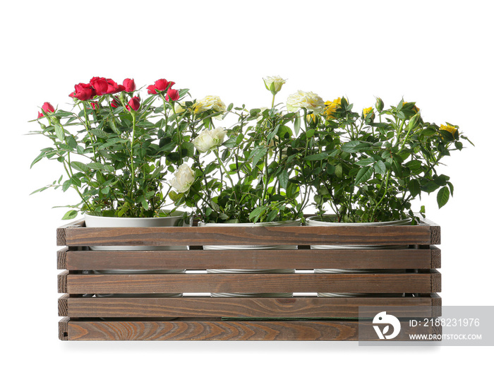 Beautiful roses in pots on white background