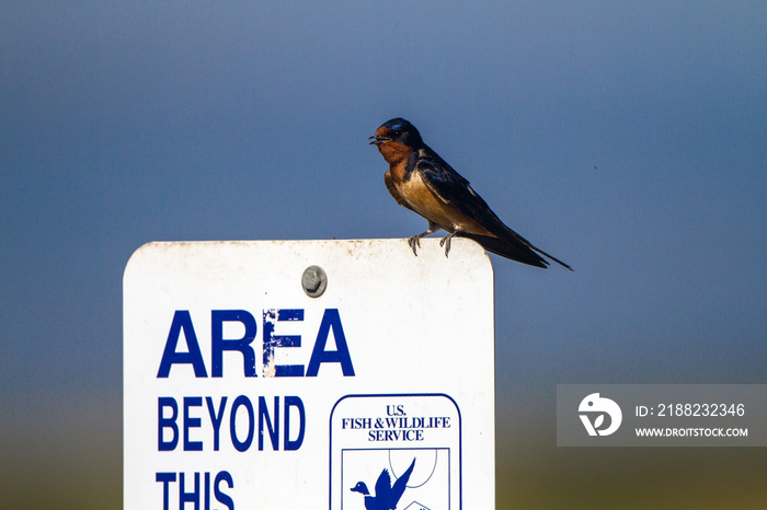Barn Swallow on a sign in Monte Vista National Wildlife Refuge in southern Colorado