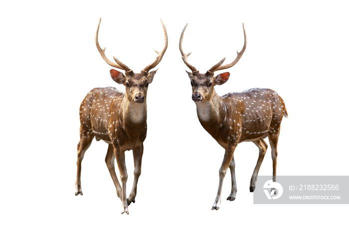 Spotted deer isolated on white background