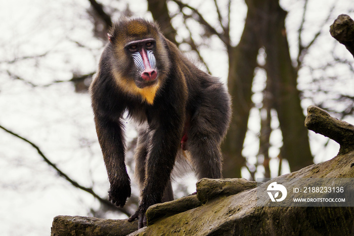 A baboon monkey observing the surroundings from a tree trunk.