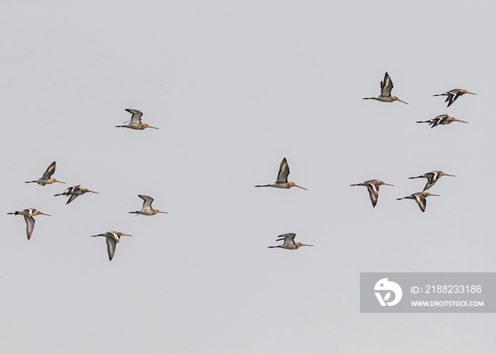 A Flock of black tailed godwit in sky