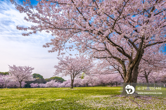 桜 満開 青空 花見