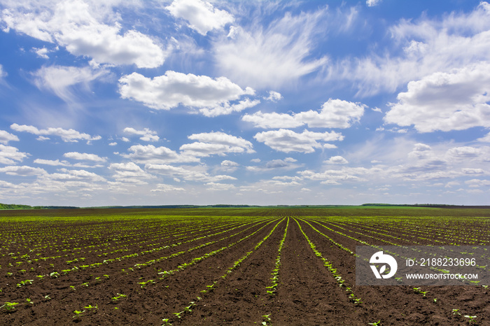 Young sunflower sprouts grow in rows in the field