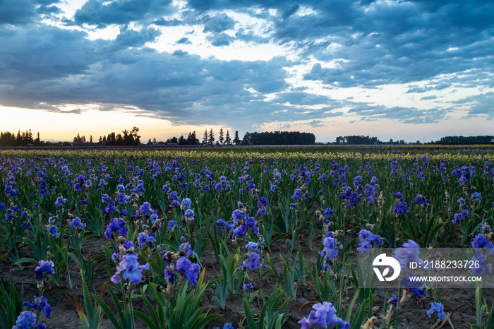 Blue sky over blooming blue irises in spring. Oregon, USA