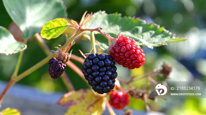 Brombeeren aus dem eigenen Bio Garten